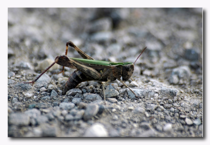 cavalletta (Omocestus ventralis) in deposizione